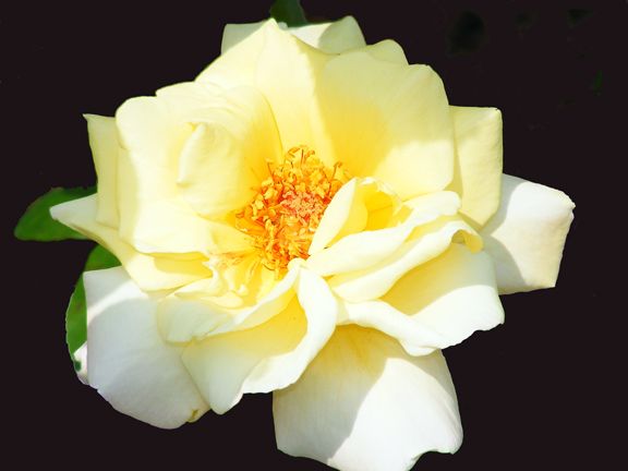 Peace photo pea2013_08190036_zps696e4b4e.jpg